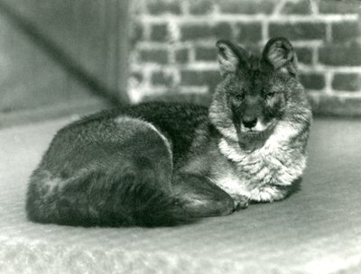 Ein gefährdeter Dhole oder Asiatischer Wildhund ruht im Londoner Zoo, 1923 (Schwarz-Weiß-Foto) von Frederick William Bond